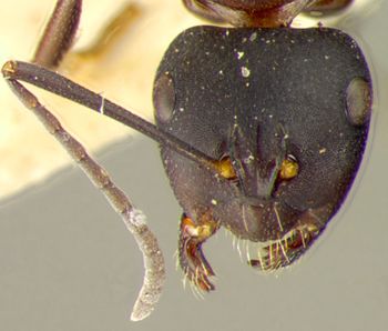 Media type: image;   Entomology 23348 Aspect: head frontal view